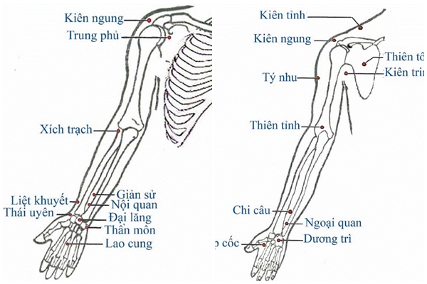 vi-tri-cac-huyet-tren-co-the-nguoi-theo-y-hoc-co-truyen-va-cong-dung