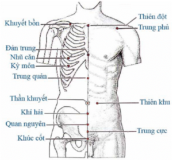 vi-tri-cac-huyet-tren-co-the-nguoi-theo-y-hoc-co-truyen-va-cong-dung