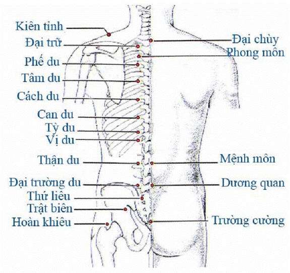 vi-tri-cac-huyet-tren-co-the-nguoi-theo-y-hoc-co-truyen-va-cong-dung